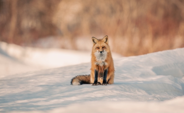 Photos animalière | Le renard roux