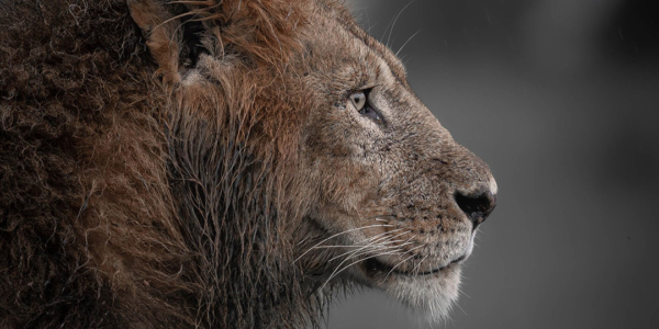 Photographes d’ici | Un lion en pleine réflexion sous la pluie | Toujours en mission | Afrique