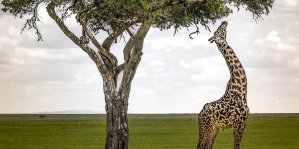 Photographe d’ici | Girafe au zénith | Mission en Afrique