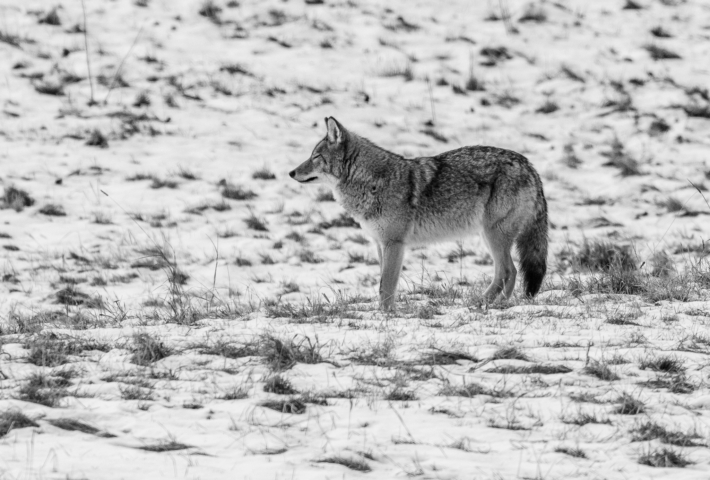 Photos d’ici | Le coyote de Charlevoix