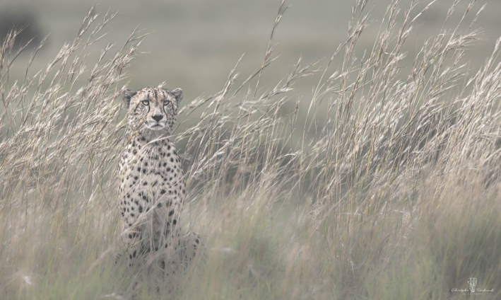 Photographe animalier | Un camouflage parfait | Mission en Afrique