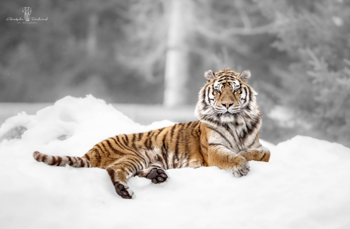 Photographe d’ici | Tigre de Sibérie | Zoo de St-Félicien