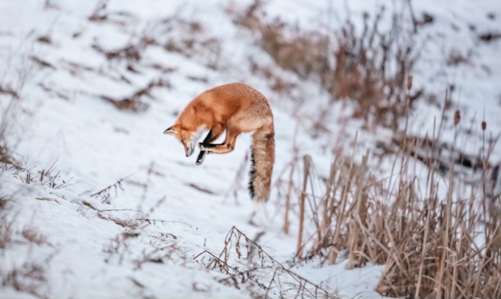 Photo d’ici | Le saut du renard roux