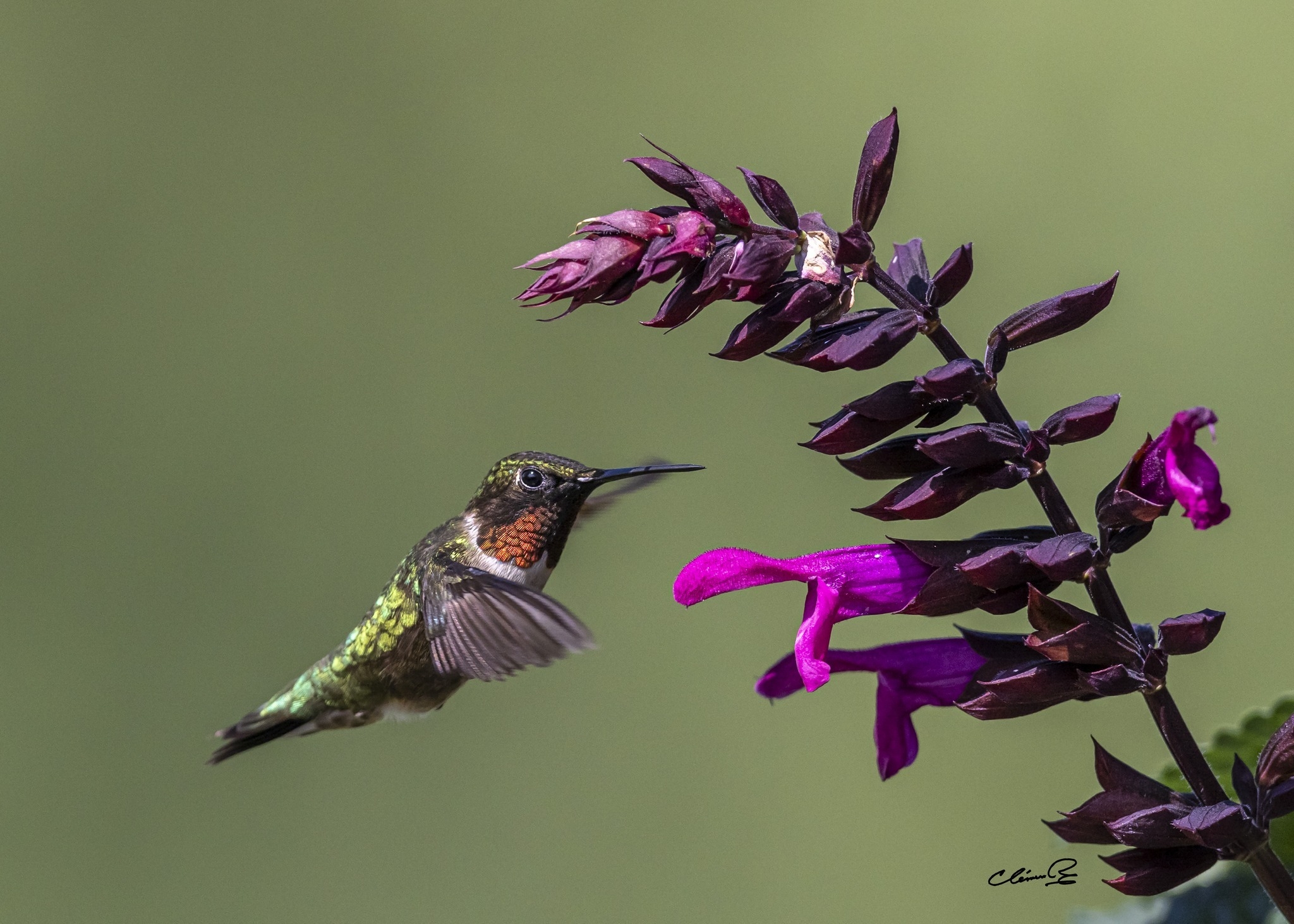 01 clement roy Colibri a gorge rubis