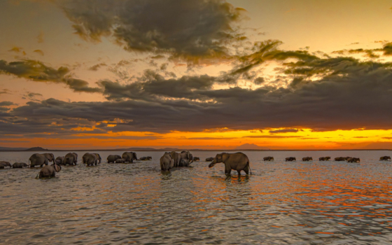 Photographe d’ici | Les éléphants et les gnous, traversent la swompe pour aller passer la nuit | Mission en Afrique