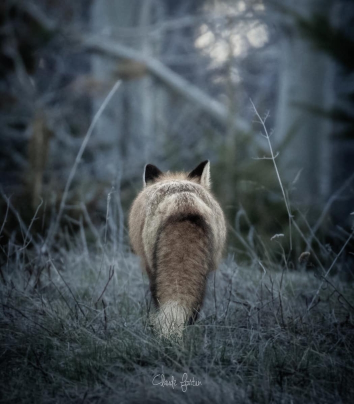 Photos animalière  | Quand le renard s’en va