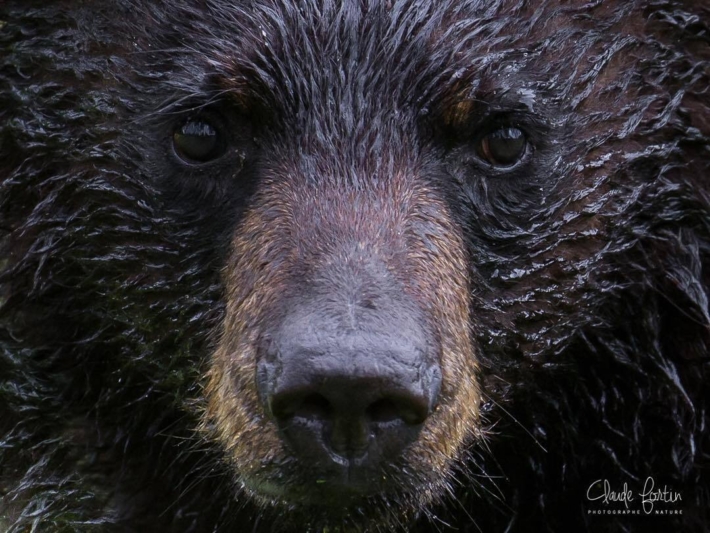 Photos animalière  | L’ours noir