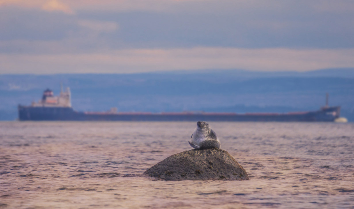 Photos d’ici | Un phoque en Alaska? Non, à pointe-au-Pic!