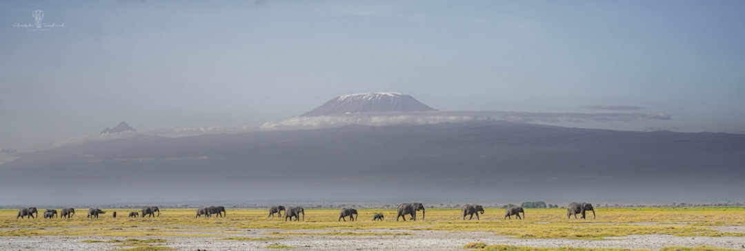 10 Christophe Dandurand Un classic a Amboseli