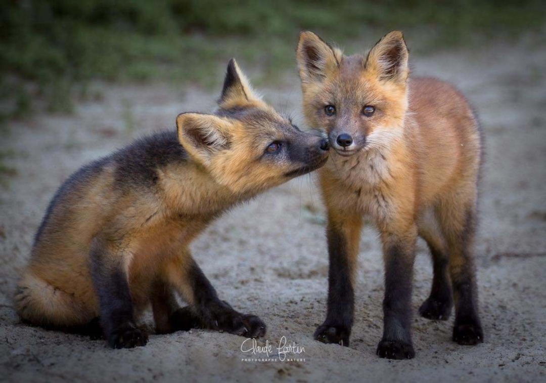 Deux magnifiques renardeaux