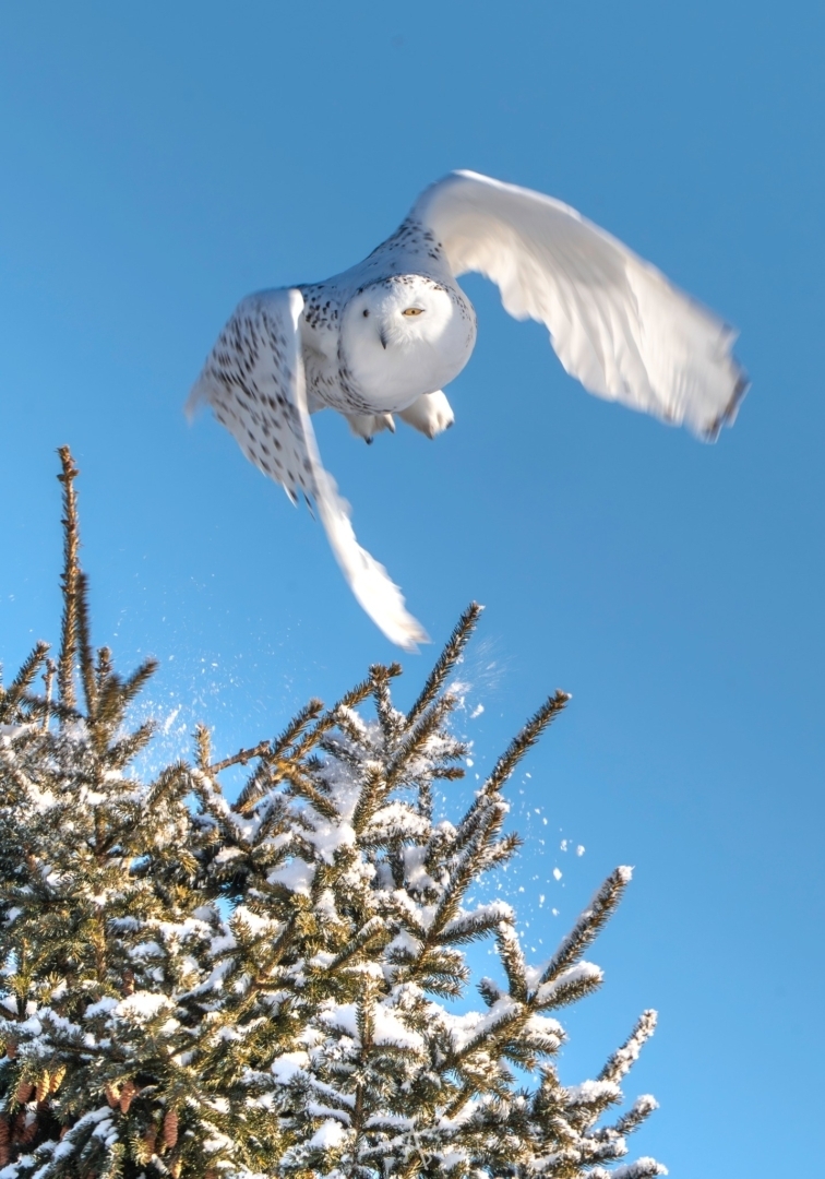 Harfang des neiges Bellechasse Quebec2
