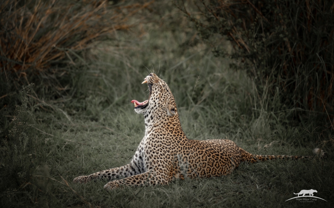 Kasuri leoparde du Masai Mara