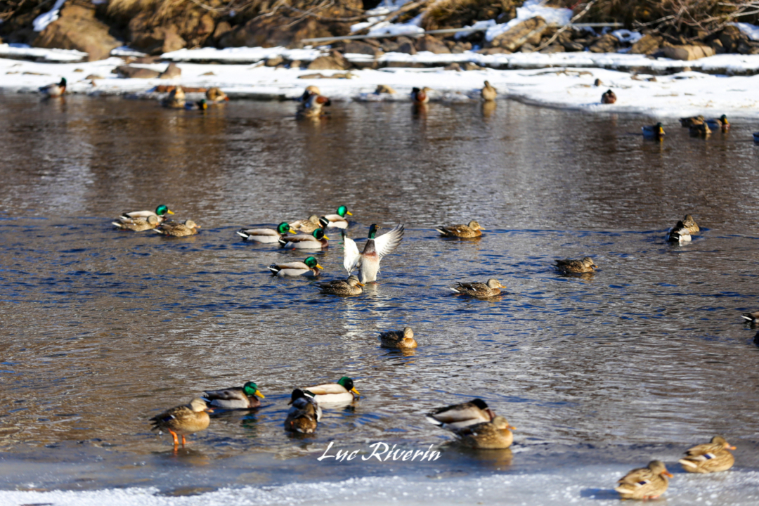 Les canards ne semblent pas se plaindre du froid sur la Riviere Malbaie