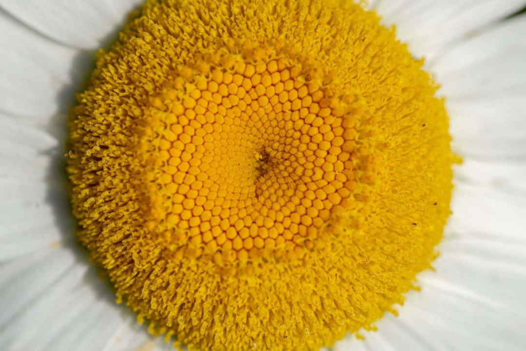 Macro de fleurs 3de5