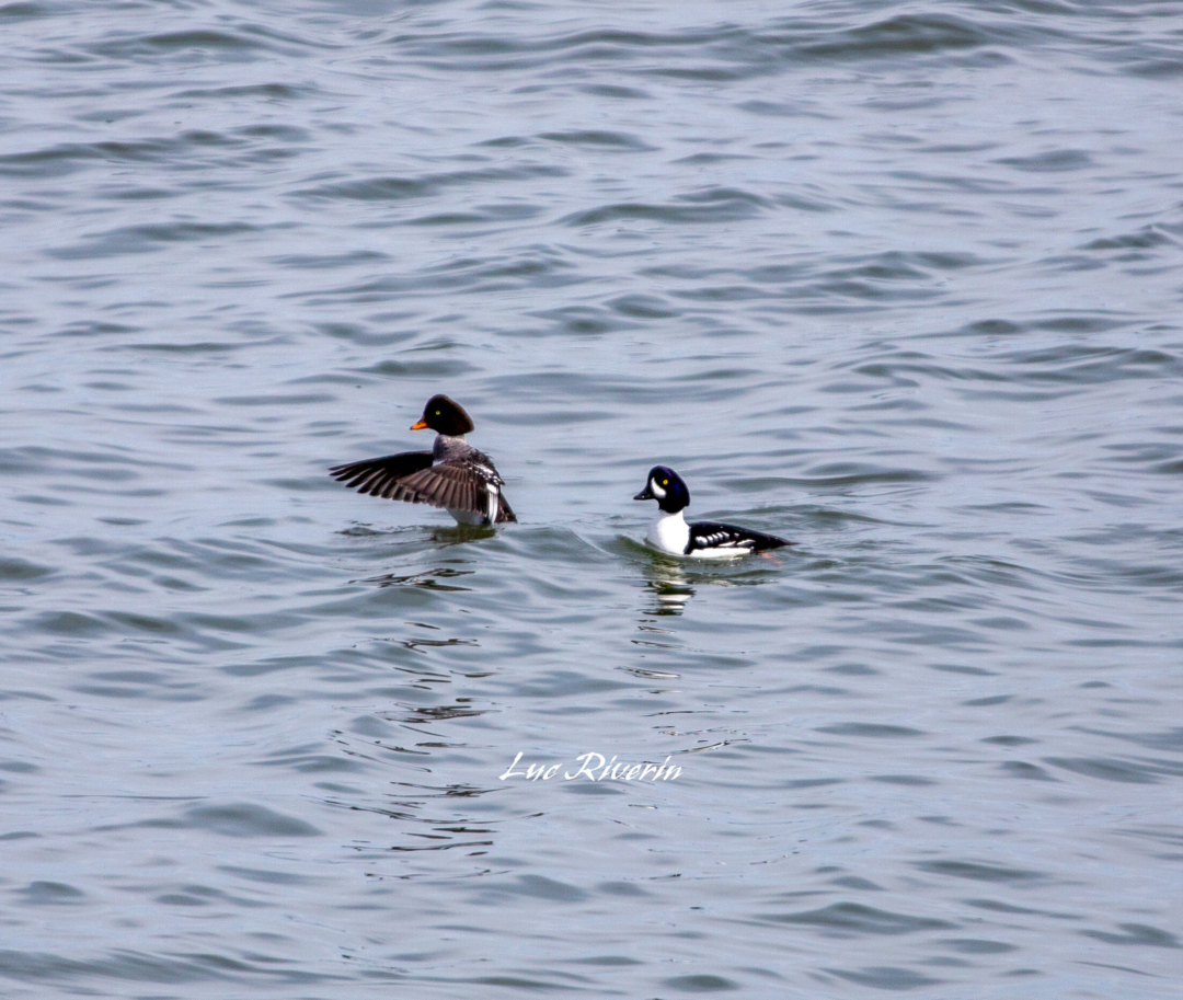 Couple de Garrot D Islande a La Malbaie