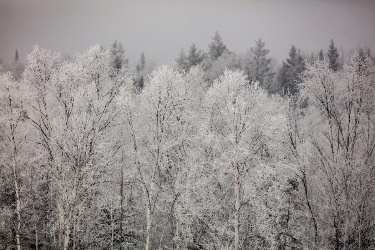 Avec la neige, les arbres sont magnifiques !