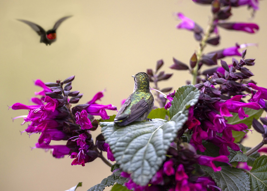 Photos d’ici | De prendre un mâle colibri en vol...