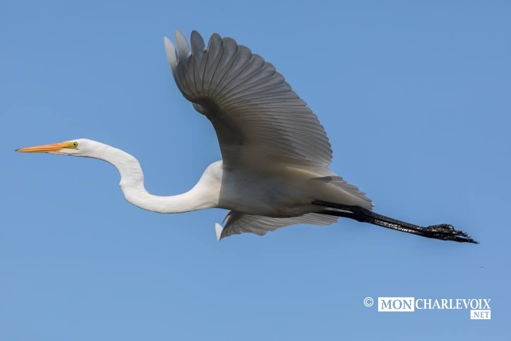 Un grand oiseau, photo Alain Blanchette!