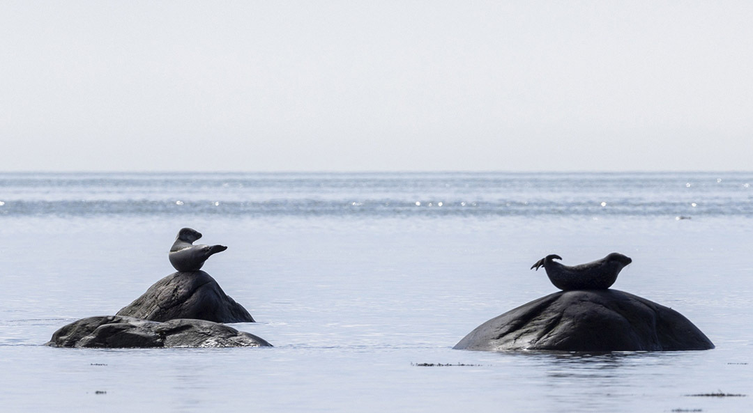 Les phoques communs de Cap à l'Aigle se font bronzer