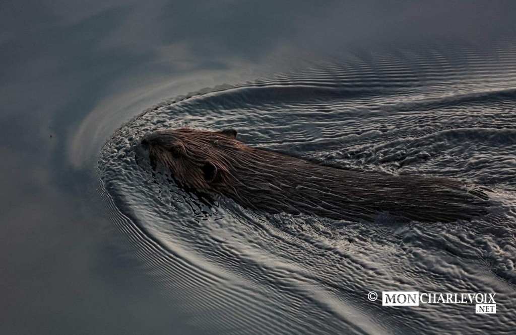 Un beau castor à l'heure de la baignade dans Charlevoix! Photo Alain Caron