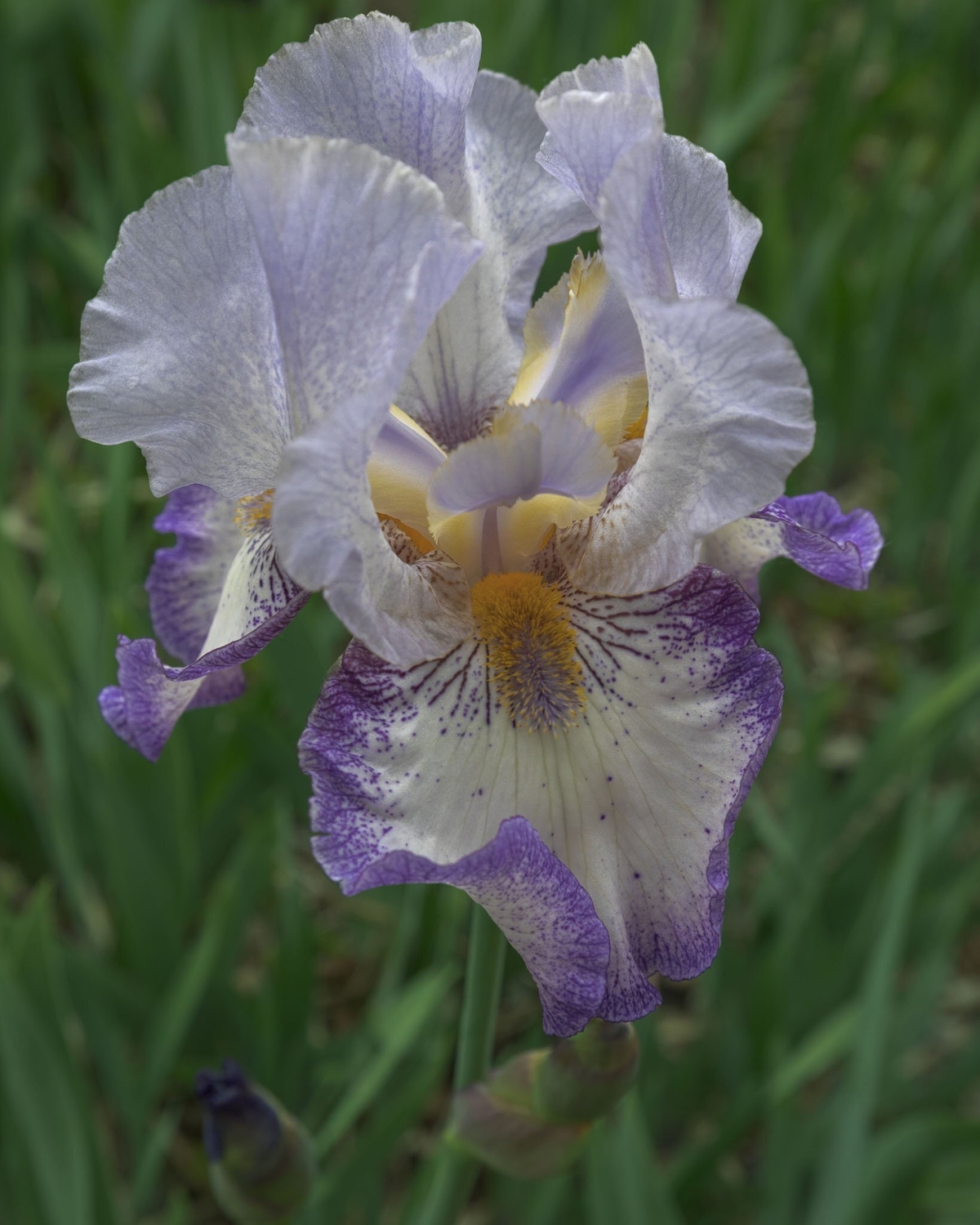 Magnifique iris déployé photographié par Alain Blanchette