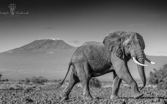 Photographe d’ici | Les gardiens du Kilimandjaro Amboseli