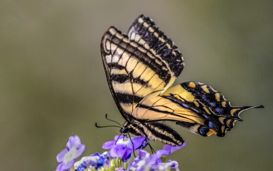 Photos d’ici | Un beau Papillon glauque sur la galerie