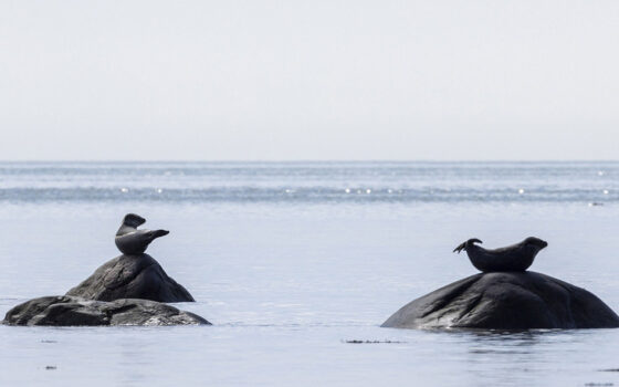 Les phoques communs de Cap à l'Aigle se font bronzer