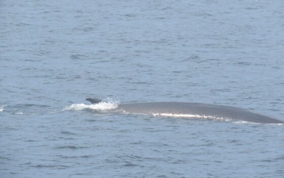 Nos amis les baleines, une excursion de Gaétan Long (Galerie photo)