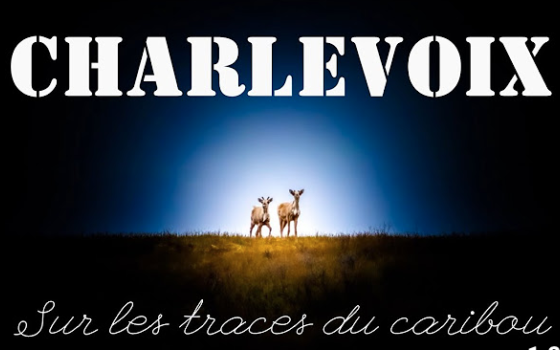 « Sur les traces du caribou », un film réalisé par Simon Auclair