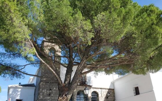 Un bel arbre d'Andalousie.