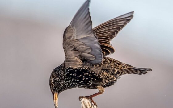 Magnifique cet oiseau!  photo d'Alain Caron