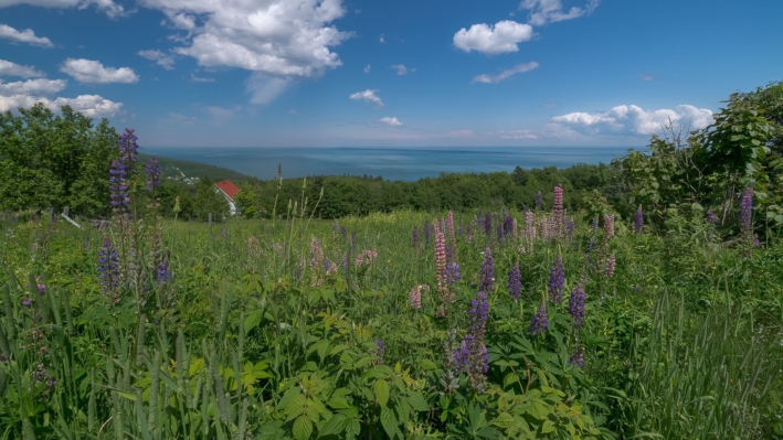 04 Alain Blanchette Les lupins de Charlevoix A quel endroit suis je