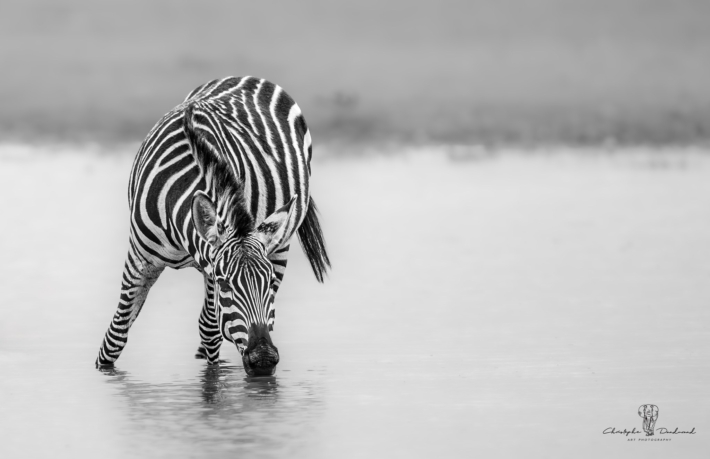 Photographe d’ici | Un Zèbre du Parc d'Amboseli - Kenya | Mission en Afrique