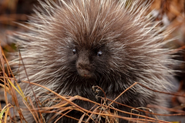 121699926 10164349719920252 608019719288166183 o