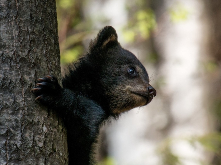 Photos animalière | Avouez qu'il est mignon ce petit ourson!