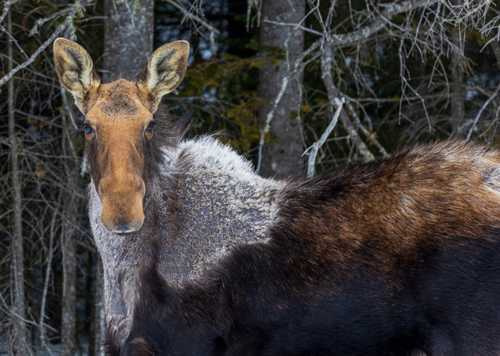 Alain Blanchette 01