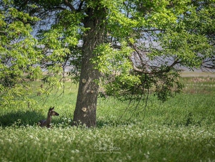 Bonne idee cette petite pause a lombre dun arbre quand il fait trop chaud