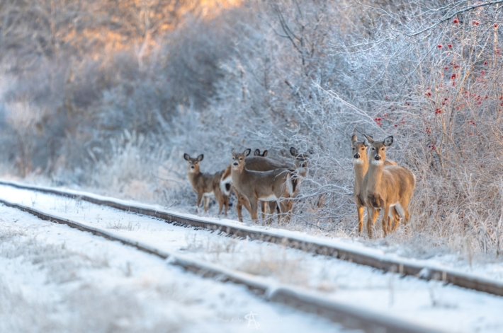 Cerfs de Virginie Saint Joachim