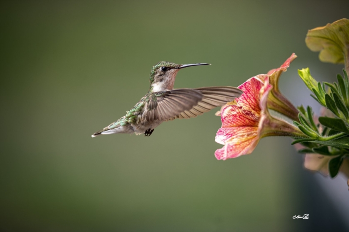 Colibri a gorge rubis