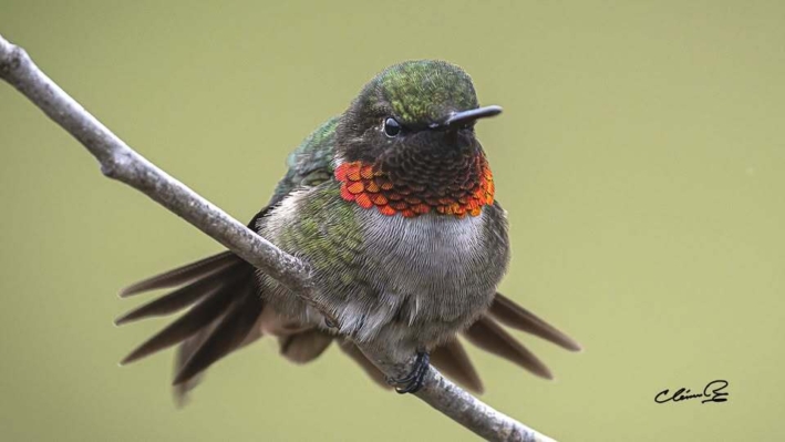 La saison des Colibris a gorge rubis commence bien