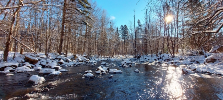 Les arbres qui tendent leurs branches au soleil pres de la riviere