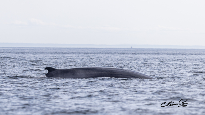 Les baleines sur le St Laurent