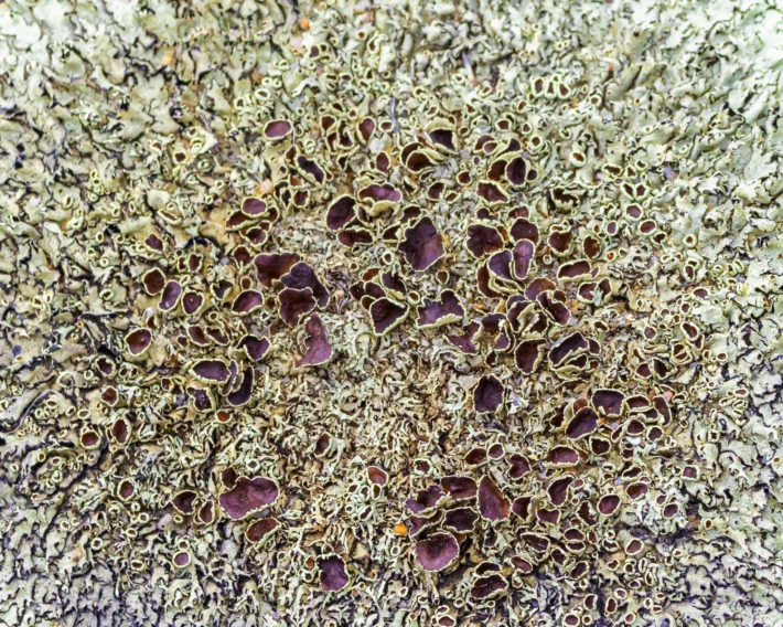 Lichen Et Mousse Crustose Sur Une Roche