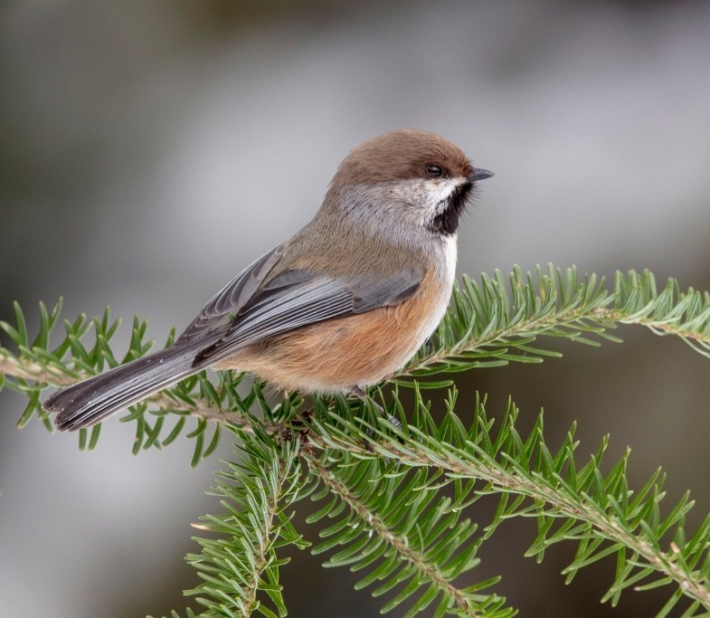 MÉSANGE À TTE BRUNE