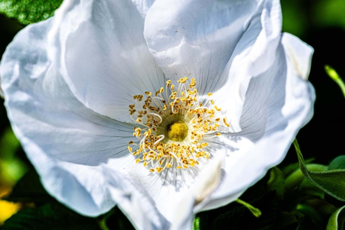 Macro de fleurs 1de5