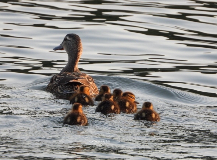 Maman colvert et sa petite famille