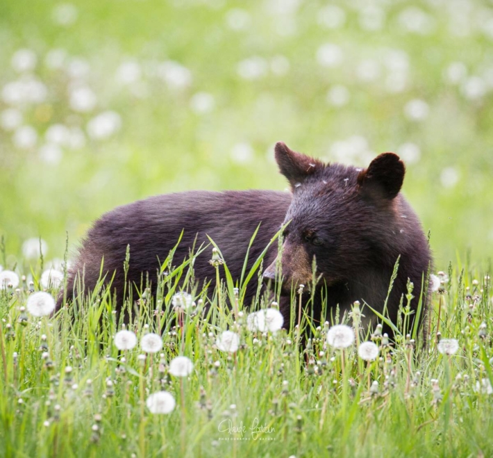 On retrouve frequemment les ours noirs dans les champs de pissenlits