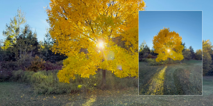 PHOTOS DICI cet arbre