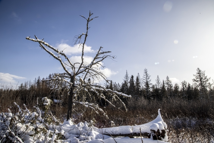 Tous les etes cet arbre devient un nichoir pour oiseaux
